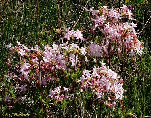 {Rhododendron canescens}